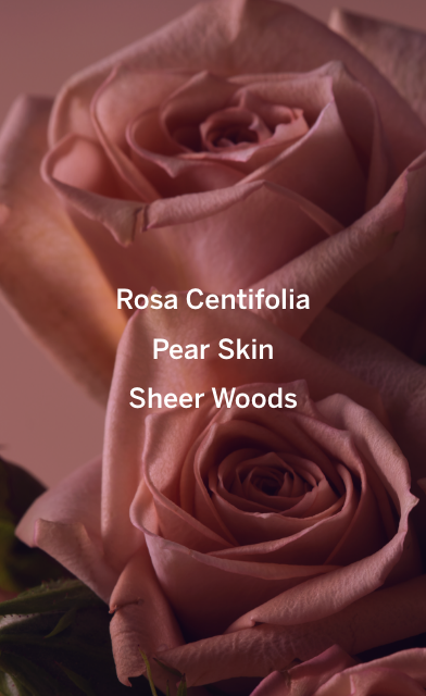 Bare Rose Collection