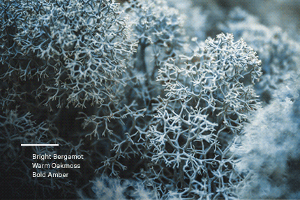 Daring: Up to 50% PLP banner